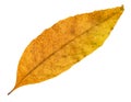 Dried fallen yellow autumn leaf of ash-tree Royalty Free Stock Photo