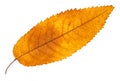 Dried fallen yellow autumn leaf of ash tree Royalty Free Stock Photo