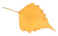 Dried fallen yellow autumn leaf of birch tree