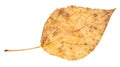 Dried fallen yellow autumn leaf of poplar tree