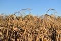 A feed corn field dried and waiting for harvest in autumn on a farm Royalty Free Stock Photo