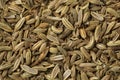 Dried fennel seed close up