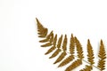 Dried fern detail on white