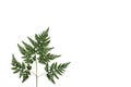 Dried fern. Herbarium on a white background.