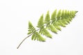 The dried fern for a herbarium. Royalty Free Stock Photo