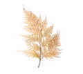 Dried fern leaf Royalty Free Stock Photo