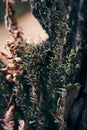 Dried fern leaves and green moss on an old stump. Royalty Free Stock Photo