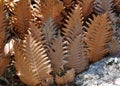 Dried Fern Leaves on a lichen covered rock Royalty Free Stock Photo