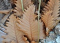 Dried Fern Leaves on a rock Royalty Free Stock Photo