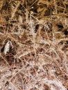 Dried ferns in the lowlands