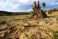 Dried field