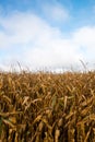 Dried Field Corn, Cornfield, Harvest Royalty Free Stock Photo