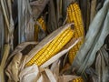 Dried Field Corn and Stalks