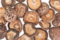 Dried field mushrooms Royalty Free Stock Photo