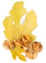 Dried fig fruit Royalty Free Stock Photo