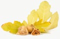 Dried fig fruit Royalty Free Stock Photo