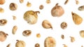 Dried fig fruits falling on white. Banner design Royalty Free Stock Photo
