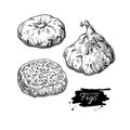 Dried fig vector drawing. Hand drawn dehydrated fruit illustration.