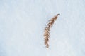 Dried Fir Leaf On Snow Royalty Free Stock Photo