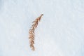 Dried Fir Leaf On Snow Royalty Free Stock Photo