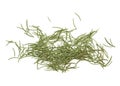 Dried fir needles after christmas isolated over white background Royalty Free Stock Photo