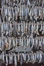 Dried fish Royalty Free Stock Photo