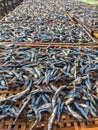 Dried fish on bamboo trays in the sun Royalty Free Stock Photo