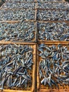 Dried fish on bamboo trays in the sun Royalty Free Stock Photo