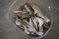 Dried fish for beer. Slices of chopped fish as an appetizer Royalty Free Stock Photo
