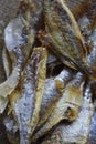 Dried fish for beer. Slices of chopped fish as an appetizer Royalty Free Stock Photo