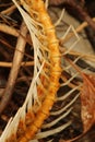 Dried Fish Bones Royalty Free Stock Photo