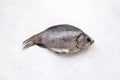 Dried fish carp with a shadow on a white concrete background