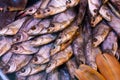 Dried fish chekhon on the counter of the store Royalty Free Stock Photo