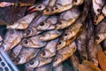 Dried fish chekhon on the counter of the store Royalty Free Stock Photo