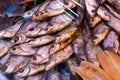 dried fish chekhon on the counter of the store Royalty Free Stock Photo