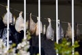 Dried fish flounder flatfish hanging on hooks in a row on the rope