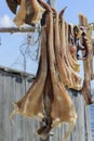 Dried fish formentera Royalty Free Stock Photo