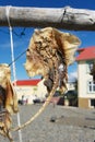 Dried fish hanging in a fishermen village, Hvammstangi, Iceland