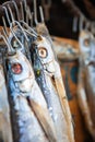 Dried fish hanging on hooks with geen fly sitting on it Royalty Free Stock Photo