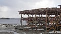 Dried Fish hanging on poles on Toppoy island on the Lofoten in Norway in winter