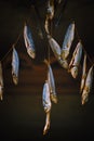 Dried Fish Hanging on Rope