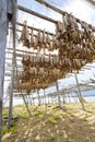 Dried fish hanging on a rorbu