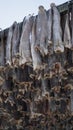 Dried Fish hanging up on wooden racks in Henningsvaer Stockfish industry on the Lofoten Island, Norway. Royalty Free Stock Photo