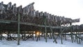 Dried Fish hanging up on wooden racks in Henningsvaer Stockfish industry on the Lofoten Island, Norway. Royalty Free Stock Photo