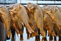Dried fish hangs in the fish market Royalty Free Stock Photo