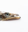 dried ribbon fish head isolated on white background Royalty Free Stock Photo