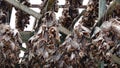 Dried Fish heads on Toppoy island on the Lofoten in Norway in winter