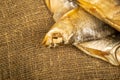 Dried fish on a homespun fabric with a rough texture. Close up