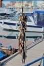 Dried fish knit in port at the pier