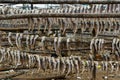 Dried fish Royalty Free Stock Photo